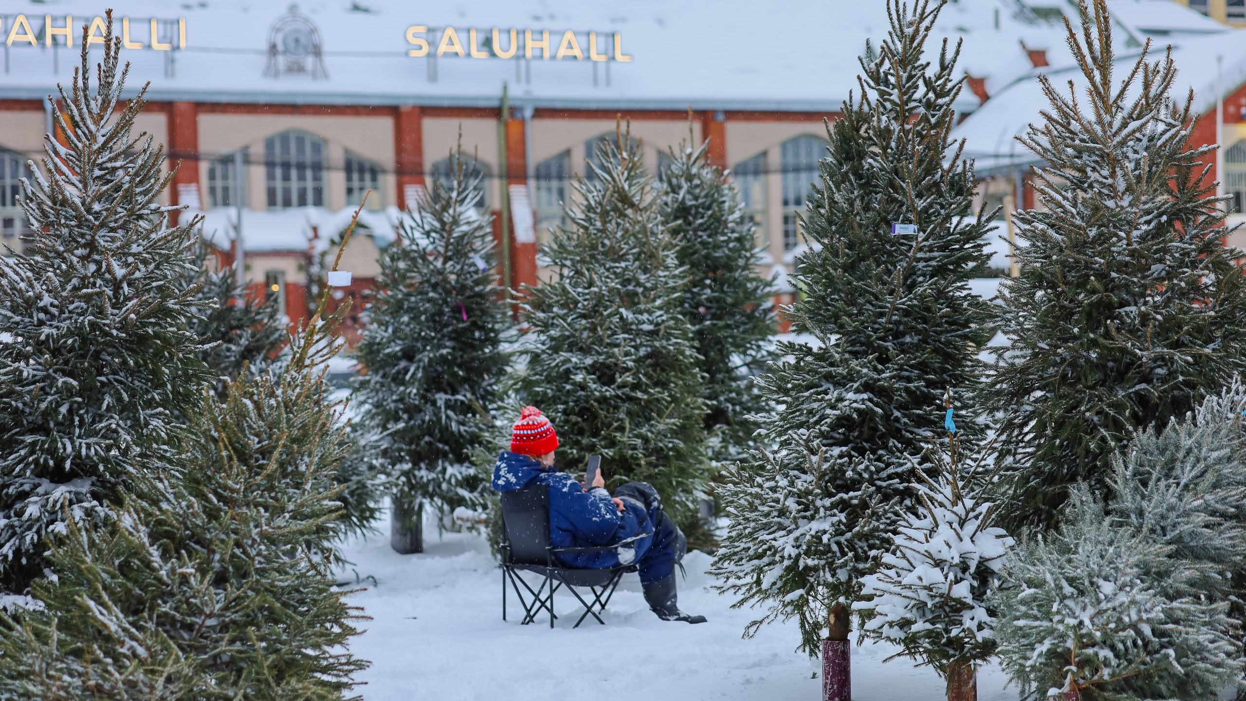 A man selling christmas trees and browsing his phone. Hietalahdentori, Helsinki. Kuva Laura Lumimaa