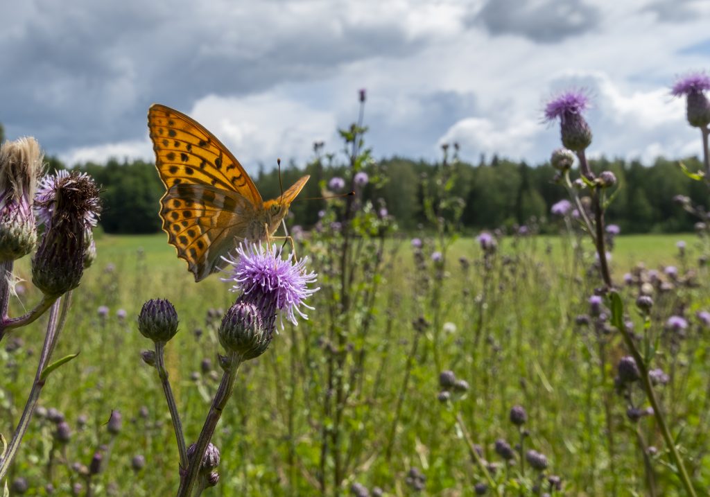 Silver-washed fritillary in thistle field. Photo: Elmeri Juuti