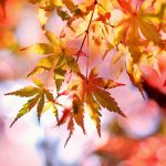 Kehittäjien syyspäivä ja Kaiku 20 vuotta 10.11.