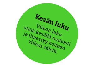 Kesän luku -kuvituskuva